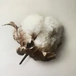 Malwa Akbar Brar